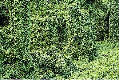 卡牌类肉鸽游戏《百万怪物民兵》现已在Steam平台正式推出 获特别好评